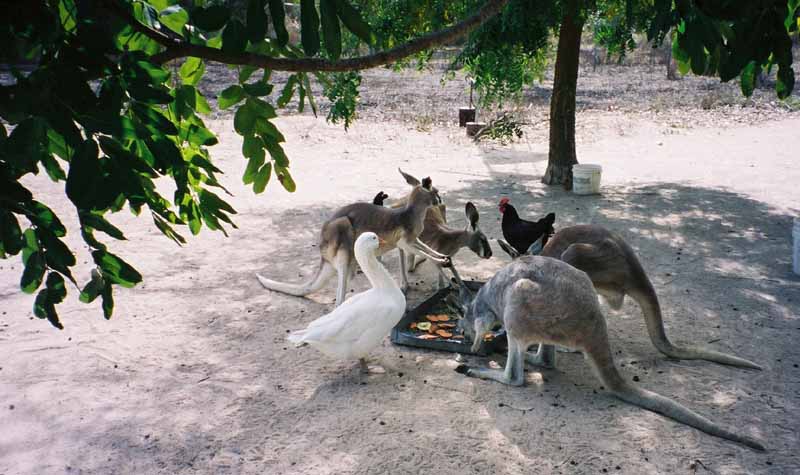 aussieanimals