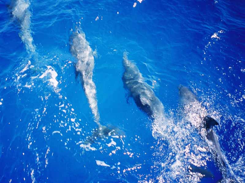 dolphins