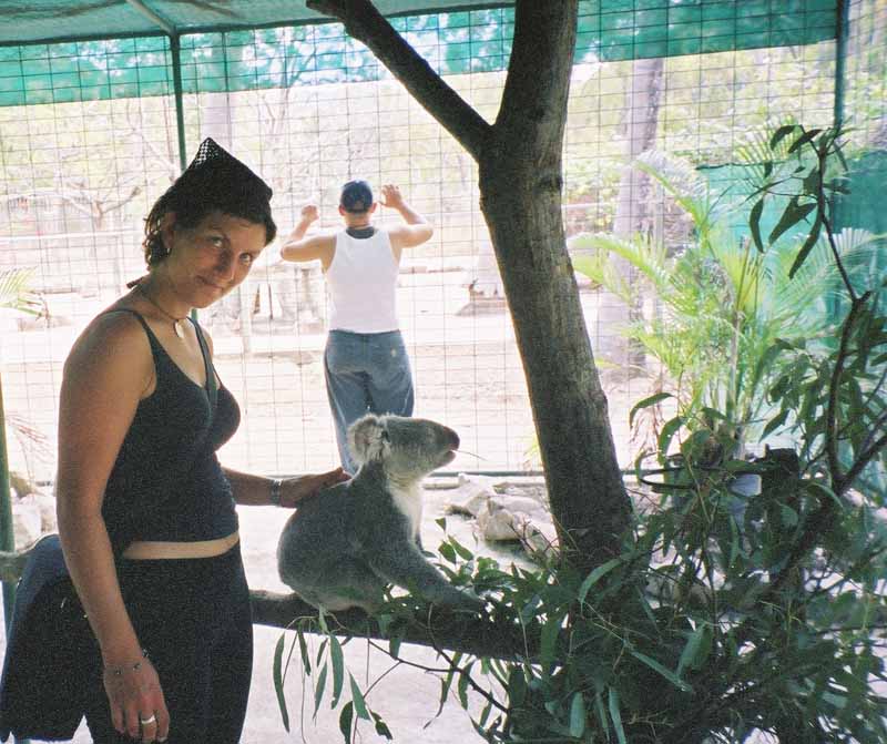 koala at the Koala sanctuary, Magnetic Island