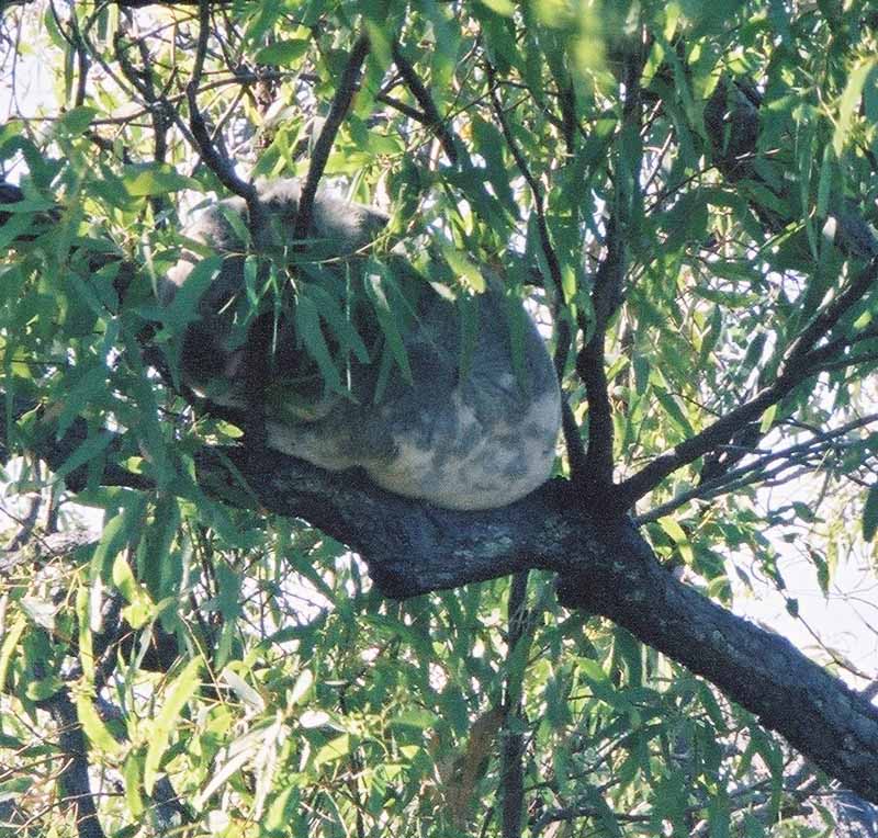 Koala in a tree, Magnetic Island