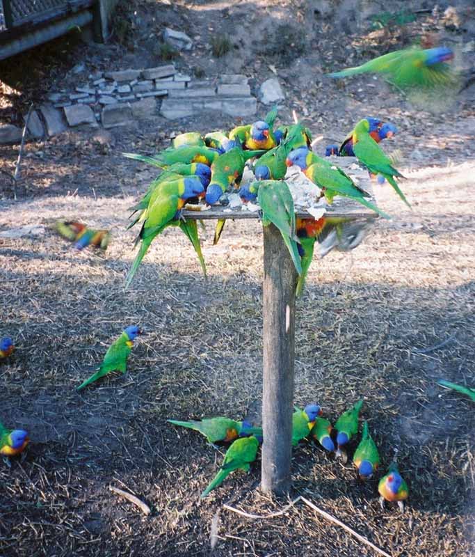 lorikeets in Queensland