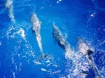 dolphins