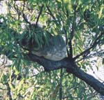 koalatree