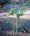 lorikeets